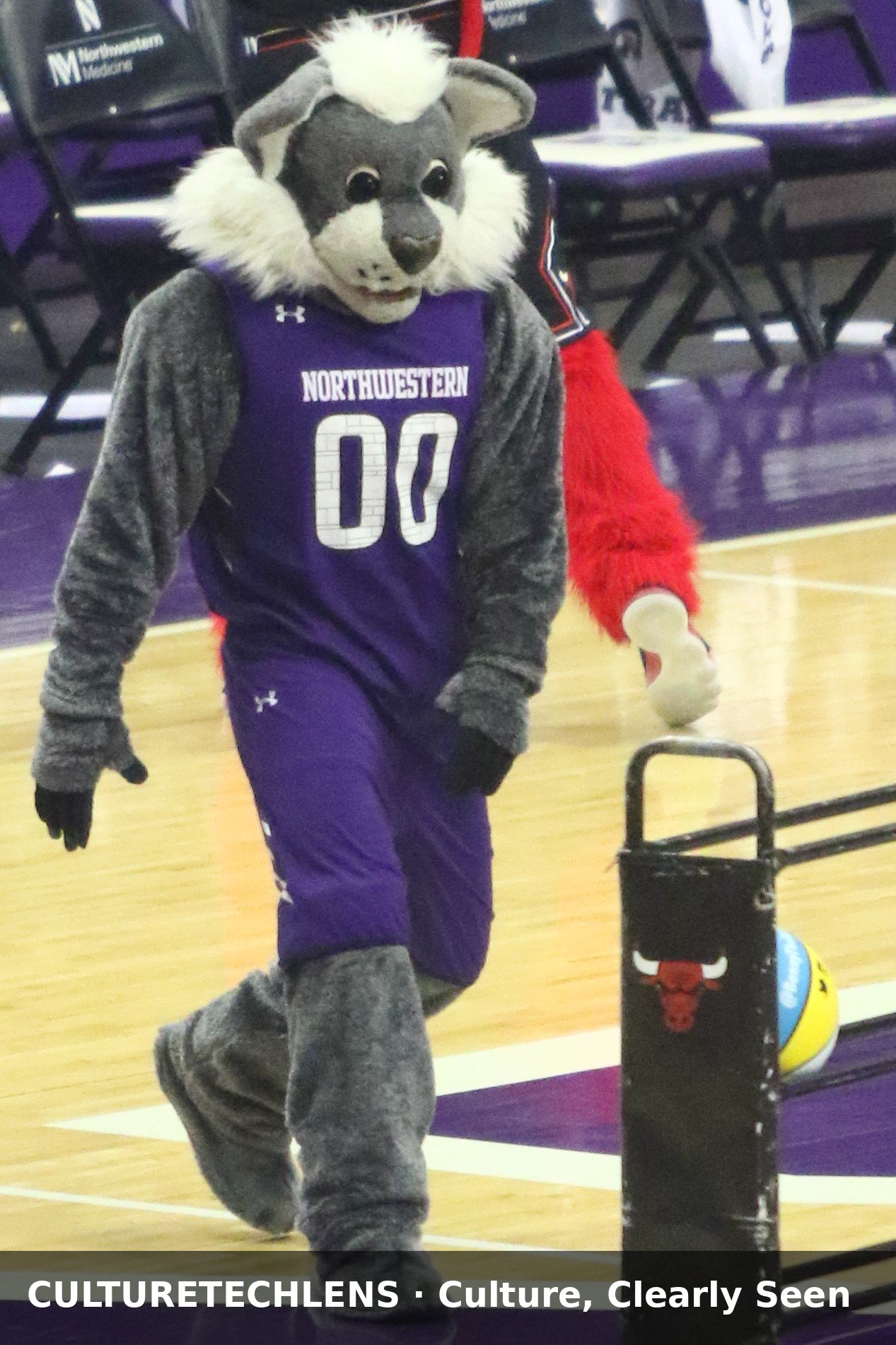 Willie the Wildcat, Northwestern's mascot, in a purple Northwestern jersey