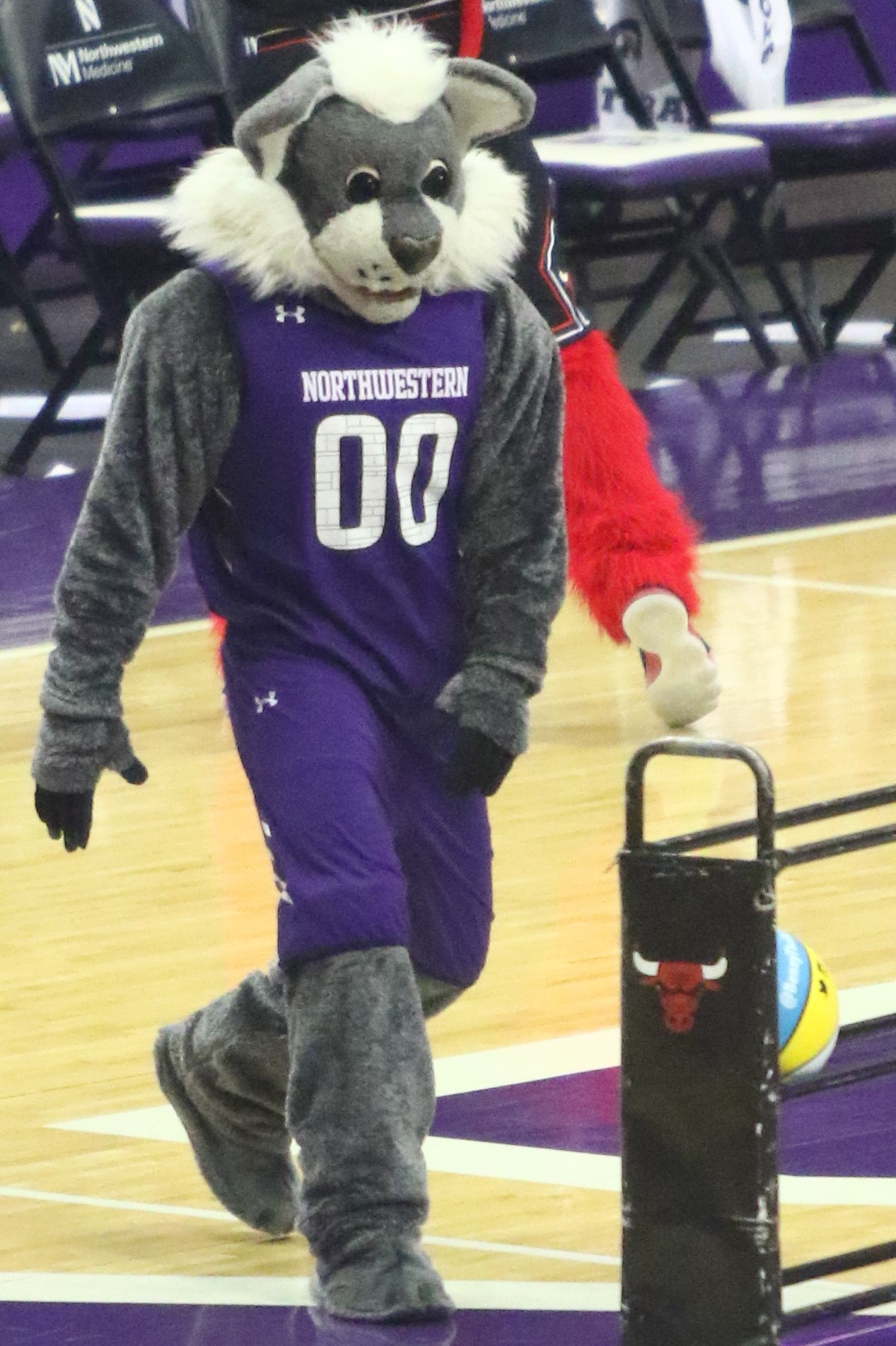 Willie the Wildcat, Northwestern's mascot, in a purple Northwestern jersey